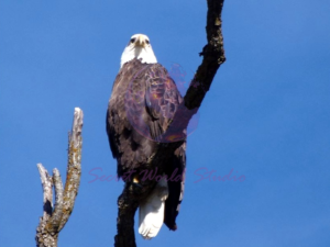 bald eagle slide photography Columbia, MO