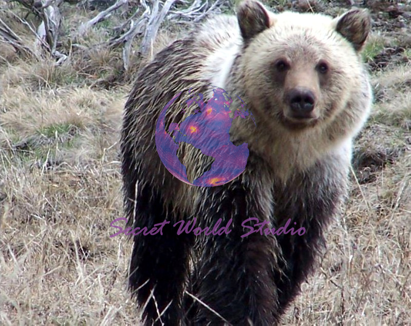 bear wildlife photography Columbia, MO