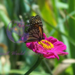 Butterfly Pink Zinnia