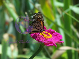 Butterfly Pink Zinnia