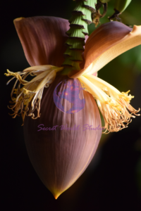 flower bud still life photography